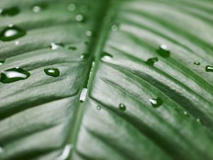 Preview wallpaper leaf, drops, wet, green, surface, macro