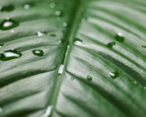Preview wallpaper leaf, drops, wet, green, surface, macro