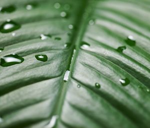 Preview wallpaper leaf, drops, wet, green, surface, macro