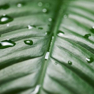 Preview wallpaper leaf, drops, wet, green, surface, macro