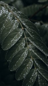 Preview wallpaper leaf, drops, wet, macro, plant