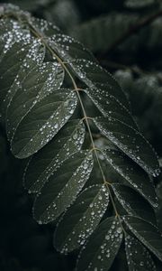 Preview wallpaper leaf, drops, wet, macro, plant