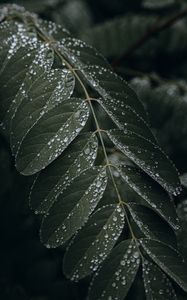 Preview wallpaper leaf, drops, wet, macro, plant