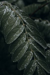 Preview wallpaper leaf, drops, wet, macro, plant