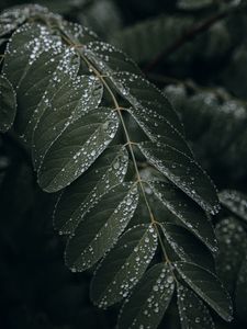 Preview wallpaper leaf, drops, wet, macro, plant