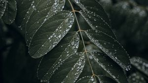 Preview wallpaper leaf, drops, wet, macro, plant