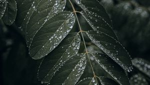 Preview wallpaper leaf, drops, wet, macro, plant