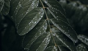 Preview wallpaper leaf, drops, wet, macro, plant