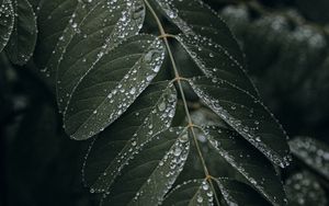 Preview wallpaper leaf, drops, wet, macro, plant