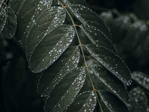 Preview wallpaper leaf, drops, wet, macro, plant