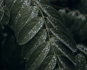 Preview wallpaper leaf, drops, wet, macro, plant