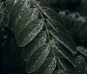 Preview wallpaper leaf, drops, wet, macro, plant