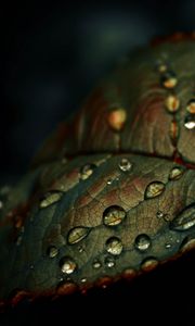 Preview wallpaper leaf, drops, wet, macro, green
