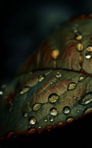 Preview wallpaper leaf, drops, wet, macro, green