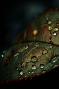 Preview wallpaper leaf, drops, wet, macro, green