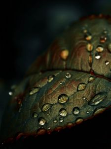 Preview wallpaper leaf, drops, wet, macro, green