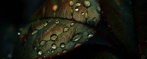 Preview wallpaper leaf, drops, wet, macro, green