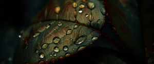 Preview wallpaper leaf, drops, wet, macro, green