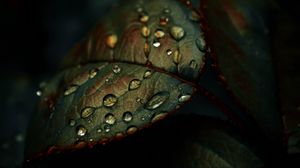 Preview wallpaper leaf, drops, wet, macro, green