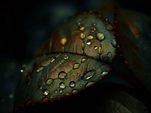 Preview wallpaper leaf, drops, wet, macro, green
