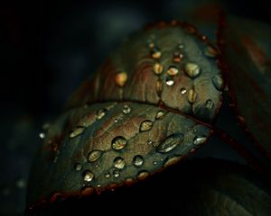 Preview wallpaper leaf, drops, wet, macro, green