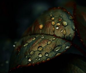 Preview wallpaper leaf, drops, wet, macro, green