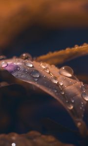 Preview wallpaper leaf, drops, wet, macro, brown