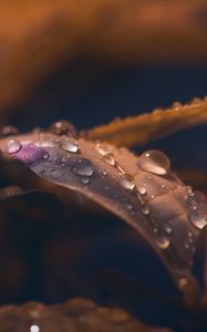 Preview wallpaper leaf, drops, wet, macro, brown