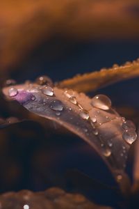 Preview wallpaper leaf, drops, wet, macro, brown