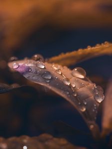 Preview wallpaper leaf, drops, wet, macro, brown