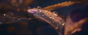 Preview wallpaper leaf, drops, wet, macro, brown