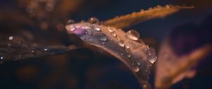 Preview wallpaper leaf, drops, wet, macro, brown