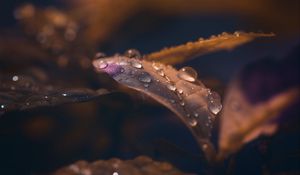 Preview wallpaper leaf, drops, wet, macro, brown