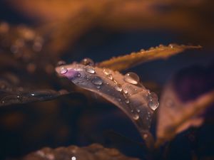 Preview wallpaper leaf, drops, wet, macro, brown