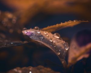 Preview wallpaper leaf, drops, wet, macro, brown