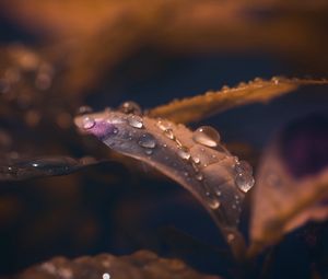 Preview wallpaper leaf, drops, wet, macro, brown