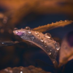 Preview wallpaper leaf, drops, wet, macro, brown