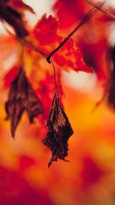 Preview wallpaper leaf, dry, autumn, branches, blur