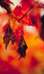 Preview wallpaper leaf, dry, autumn, branches, blur