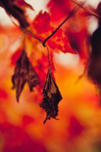Preview wallpaper leaf, dry, autumn, branches, blur