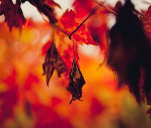 Preview wallpaper leaf, dry, autumn, branches, blur