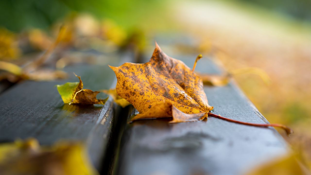 Wallpaper leaf, dry, autumn, bench