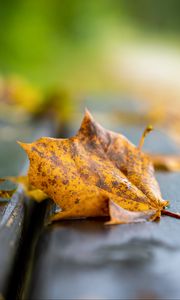 Preview wallpaper leaf, dry, autumn, bench