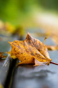 Preview wallpaper leaf, dry, autumn, bench