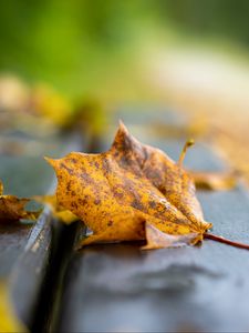 Preview wallpaper leaf, dry, autumn, bench