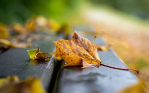 Preview wallpaper leaf, dry, autumn, bench