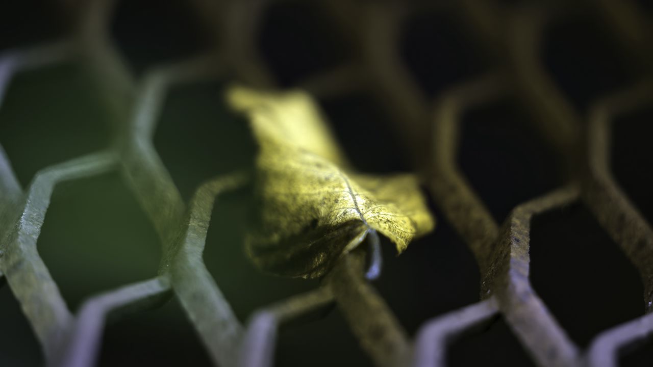 Wallpaper leaf, dry, autumn, lattice, macro, blur