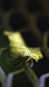 Preview wallpaper leaf, dry, autumn, lattice, macro, blur