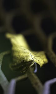 Preview wallpaper leaf, dry, autumn, lattice, macro, blur