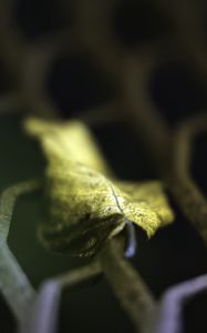 Preview wallpaper leaf, dry, autumn, lattice, macro, blur